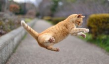 ジャンプ猫　体が重い