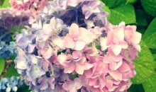 紫陽花、梅雨